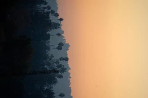 TREE SKYLINE RAW 스톡 사진