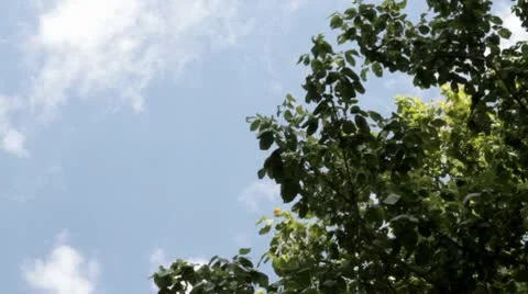 Tree sky.mp4 Stock Footage