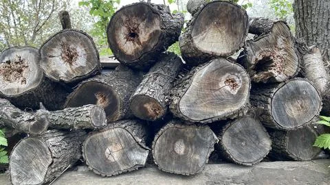 Tree slices with rough bark, cut wood section Stock Photos