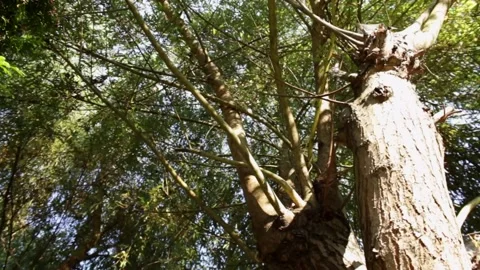Tree (slider shot) Stock Footage 142746331