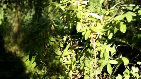 Tree (slider shot) Stock Footage 142746335