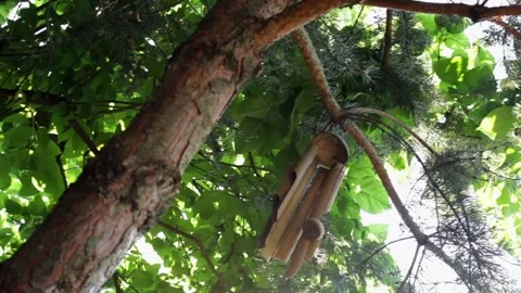 Tree (slider shot) Stock Footage 142746337