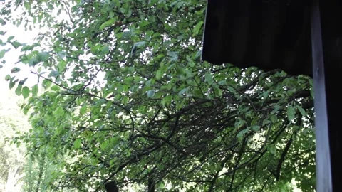 Tree (slider shot) Stock Footage 142746345