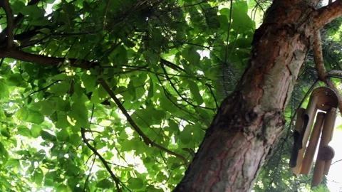 Tree (slider shot) Stock Footage 142746346