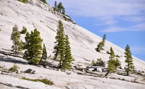 Tree slope Stock Photos