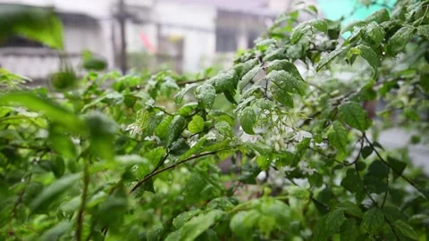 Tree slow 3 Stock Footage 130550571