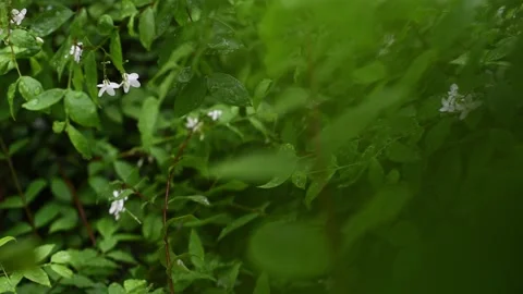 Tree slow 3 Stock Footage 130550587