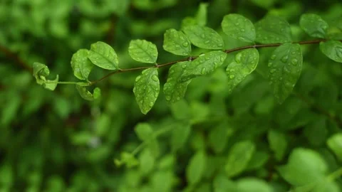 Tree slow 4 Stock Footage 130550643