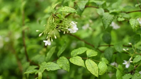 Tree slow 5 Stock Footage 130550635