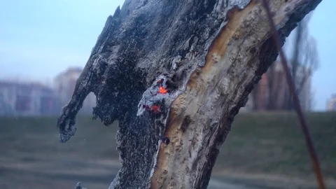 Tree on a slow fire, easy burning, on urban quay Stock Footage 104801689
