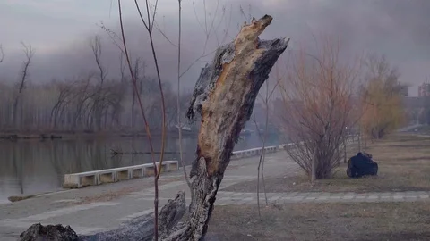 Tree on a slow fire Stock-Footage 104801749