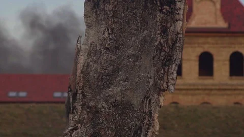 Tree on a slow fire Stock-Footage 104801759