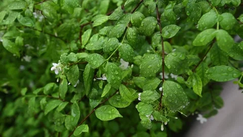 Tree slow  Stock Footage 130550500