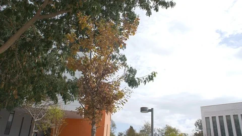 Tree in slow motion Stock Footage 86617628