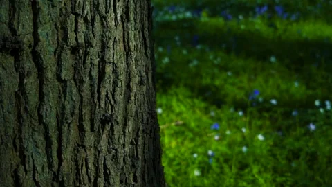 Tree slow motion Stock Footage 153853443