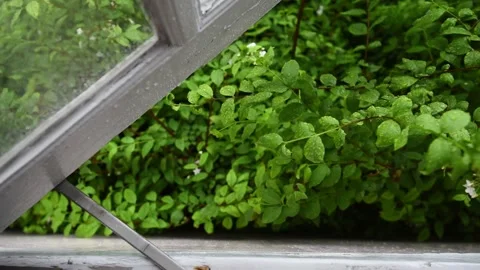 Tree slow top Stock Footage 130550665