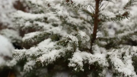 The Tree Is Slowly Covered With Snow Stock Footage 81340538