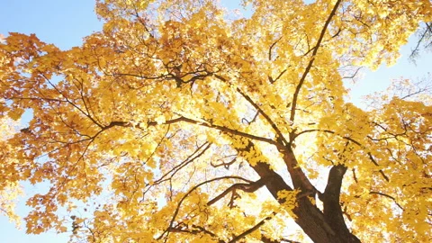 Tree with slowly falling yellow leaves Stock Footage 96384316