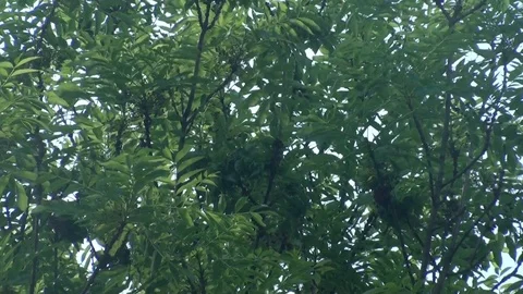 Tree slowly moving in a slightly summerwind Stock Footage 73466926