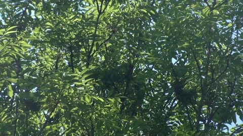 Tree slowly moving in a slightly summerwind Stock Footage 73466995