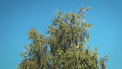 Tree slowly moving in a soft wind Stock Footage 96071525