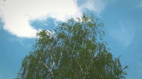 Tree slowly moving in a soft wind Stock Footage 97255054