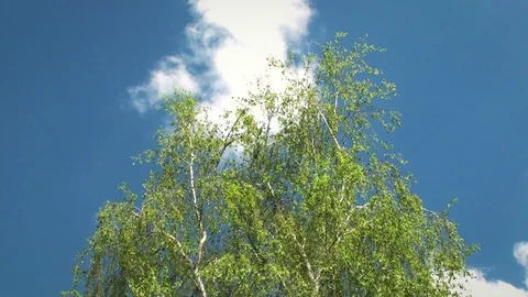 Tree slowly moving in a soft wind Stock Footage 97255249