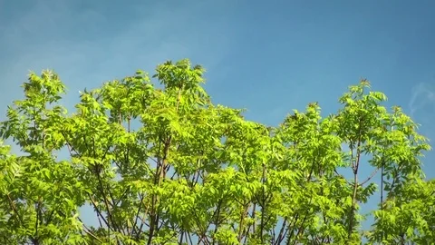 Tree slowly moving in a soft wind Stock Footage 97255752