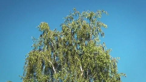 Tree slowly moving in a soft wind Stock Footage 97257581