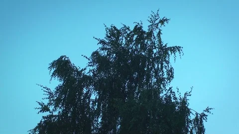 Tree slowly moving in a soft wind Stock Footage 97257659