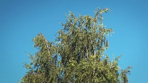 Tree slowly moving in a soft wind Stock Footage 97257871