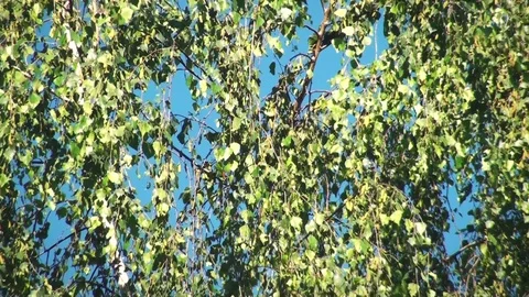 Tree slowly moving in a soft wind Stock Footage 97257877