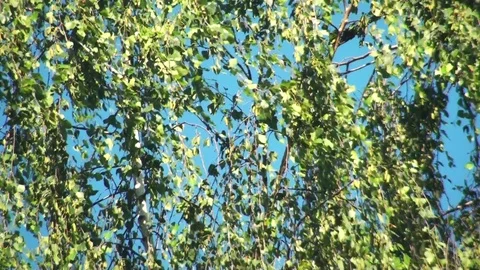 Tree slowly moving in a soft wind Stock Footage 97257891