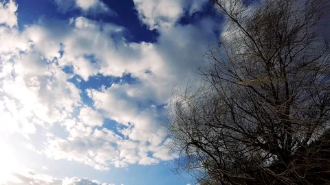 A tree slowly sways in the wind. Blue sky. Slow motion. Video stock 126791778