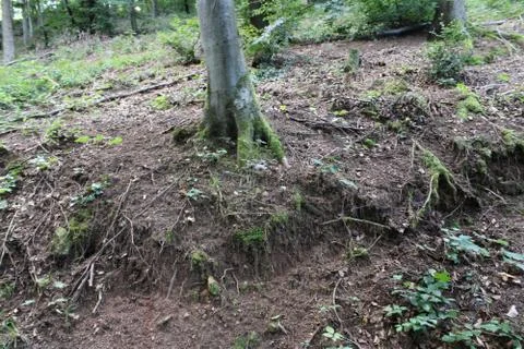 Tree on a small dirt hill Stock Photos