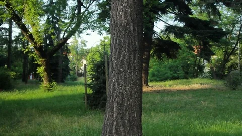 Tree In Small Park Stock Footage 92387238