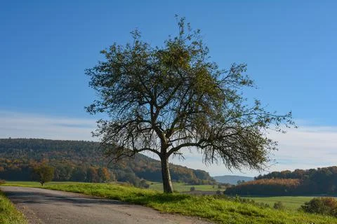 A tree on a small road in nature Photos