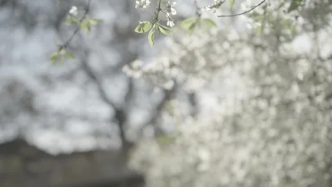 Tree with small white flowers Stock Footage 341342489
