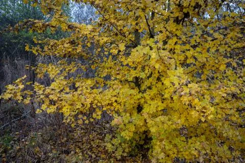 Tree with small yellow leaves in the fall Stock Photos