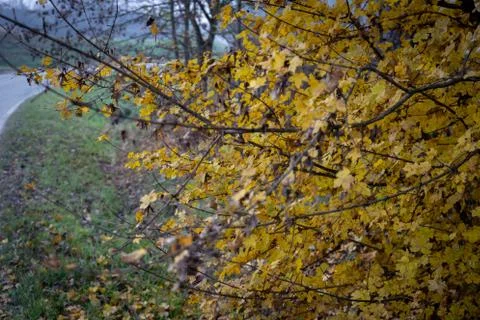 Tree with small yellow leaves in the fall Stock Photos