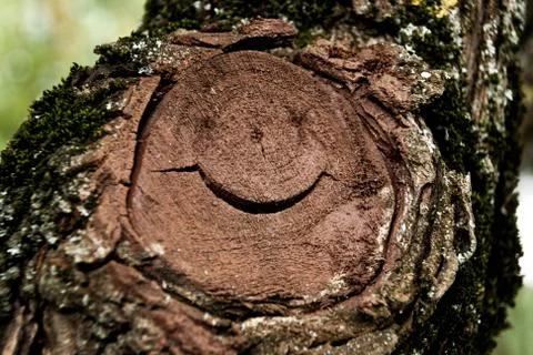 Tree with smiling face Stock Photos