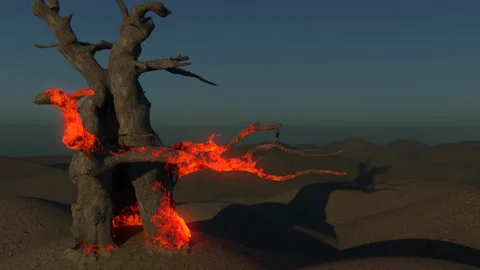 Tree Smolder Stock Footage 141897256