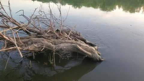 A tree (snag) is stranded on river shoal 動画素材 248851609