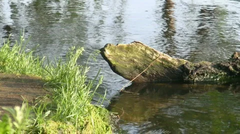 Tree snag in water. Stock Footage 459889