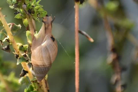 Tree snail climbing on a leaf Stock Photos