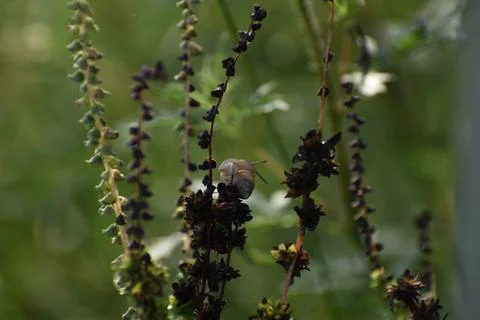 Tree snail climbing on a leaf Stock Photos
