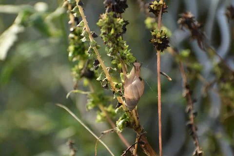 Tree snail climbing on a leaf Stock Photos