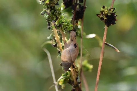 Tree snail climbing on a leaf Stock Photos