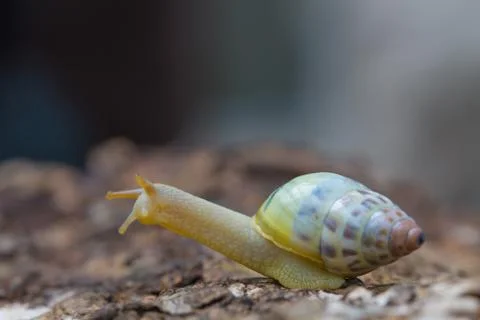 Tree snail on the trunk Stock Photos