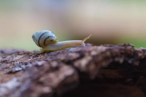 Tree snail on the trunk Stock Photos
